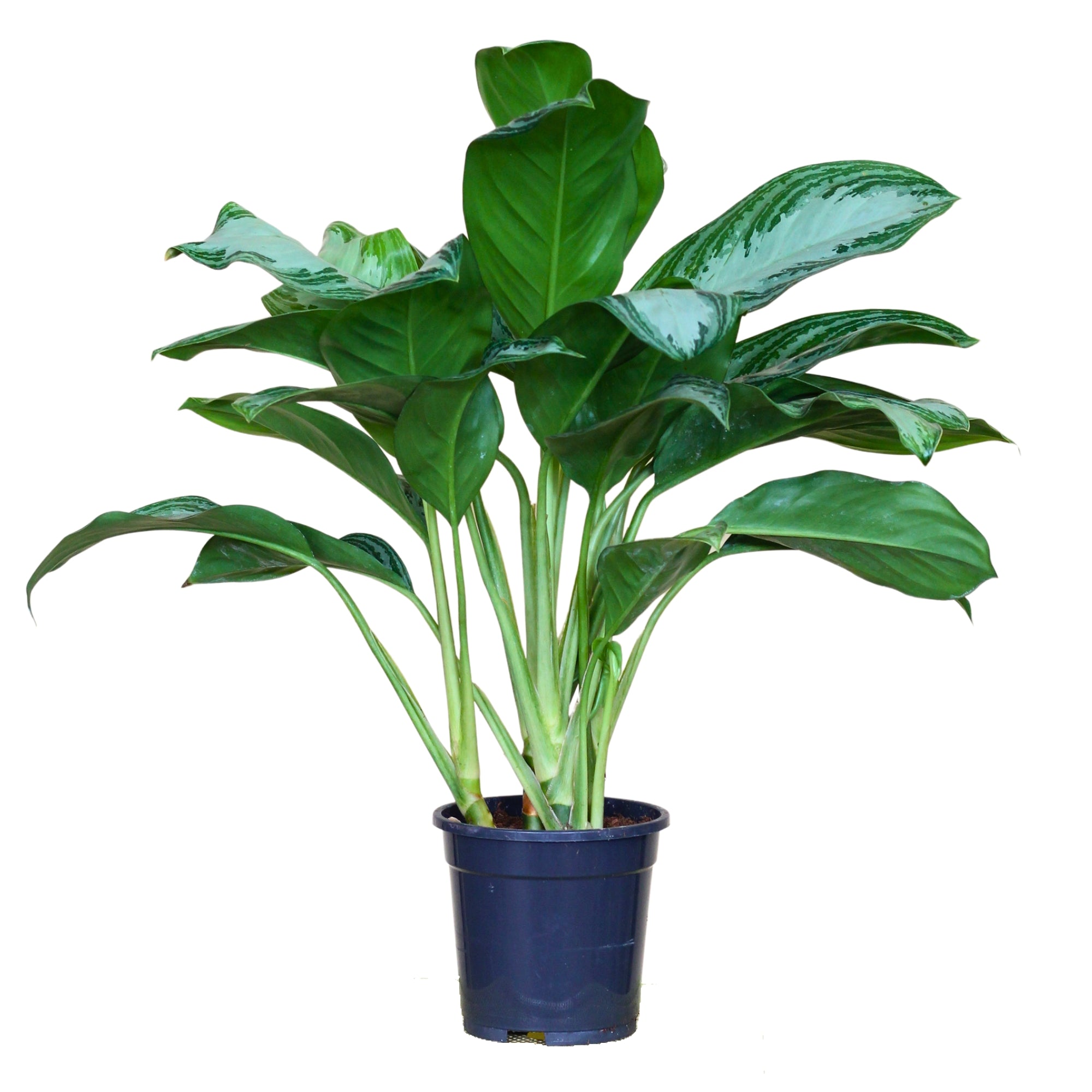 Aglaonema Silver Bay